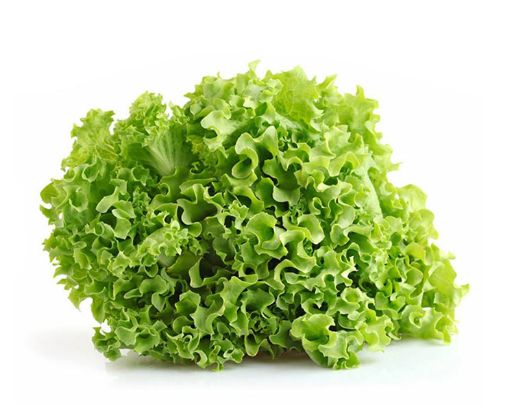 Lechuga Italiana