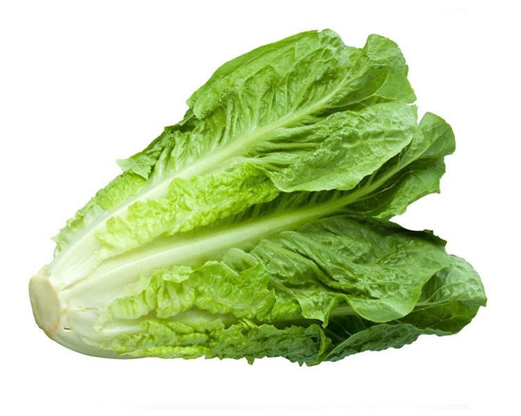 Lechuga Romana