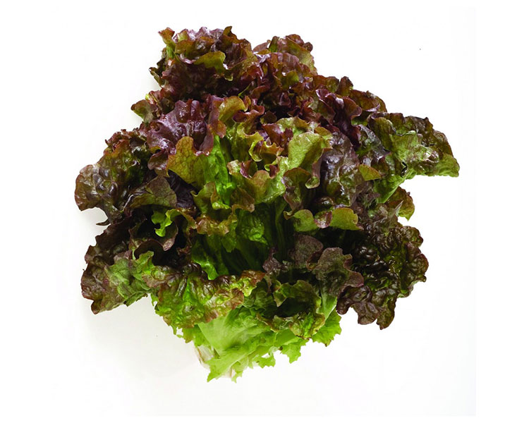 Lechuga Sangría